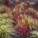 CORNUS alba 'Baton Rouge'