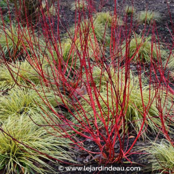 CORNUS alba &#039;Baton Rouge&#039;