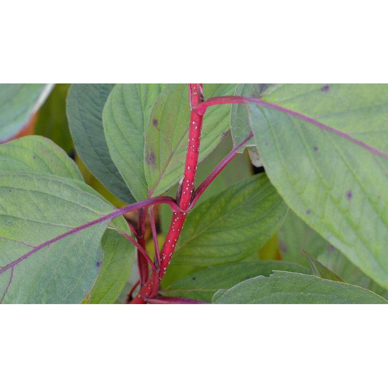 CORNUS alba 'Baton Rouge'
