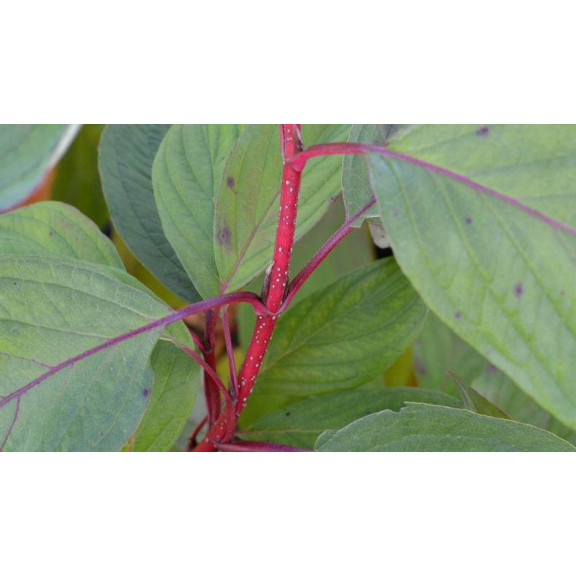 CORNUS alba 'Baton Rouge'