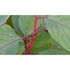 CORNUS alba 'Baton Rouge'