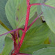 CORNUS alba 'Baton Rouge'