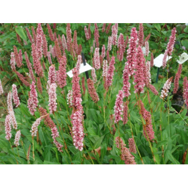 PERSICARIA affinis \'Darjeeling Red\'