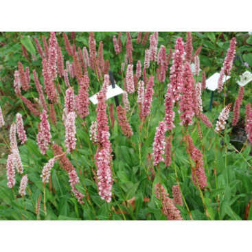 PERSICARIA affinis \'Darjeeling Red\'