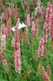 PERSICARIA affinis 'Darjeeling Red'