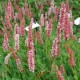 PERSICARIA affinis 'Darjeeling Red'