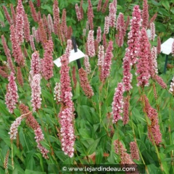 PERSICARIA affinis &#039;Darjeeling Red&#039;