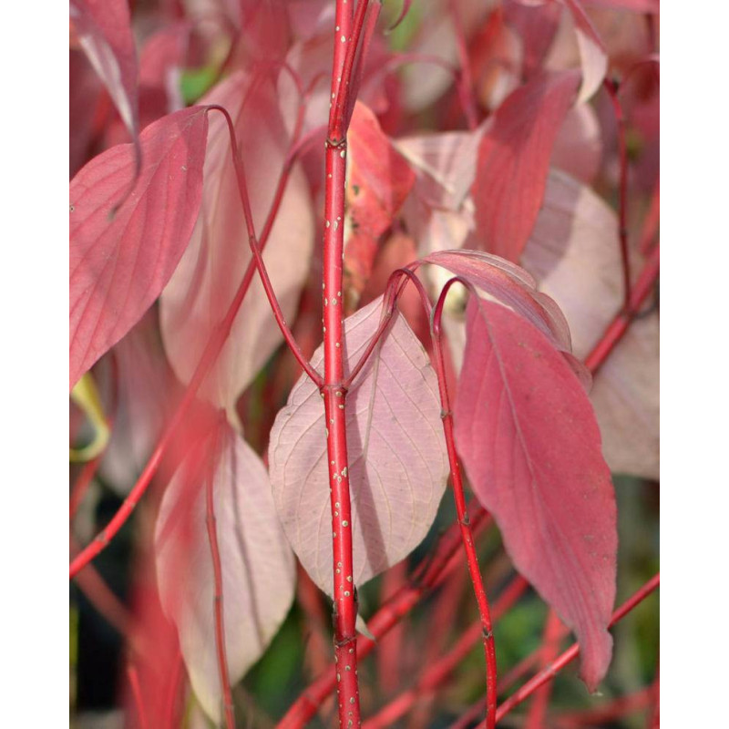 CORNUS alba 'Baton Rouge'