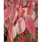 CORNUS alba 'Baton Rouge'