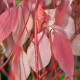 CORNUS alba 'Baton Rouge'