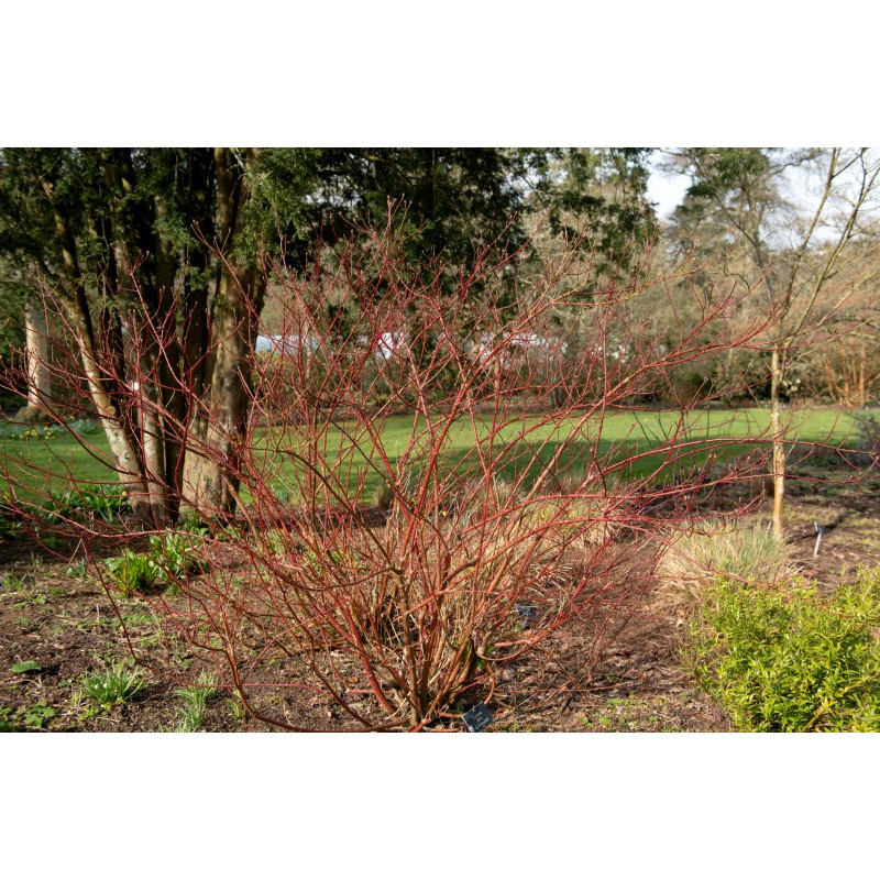 CORNUS alba 'Gouchaultii'
