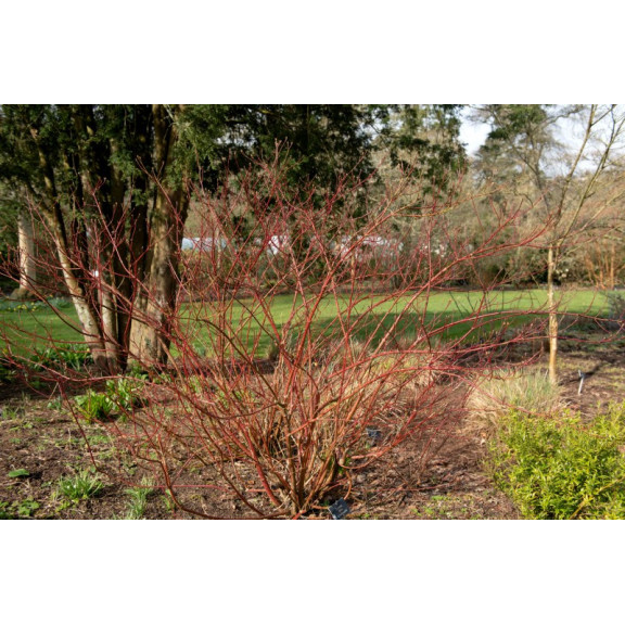 CORNUS alba 'Gouchaultii'