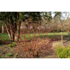 CORNUS alba 'Gouchaultii'