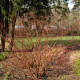 CORNUS alba 'Gouchaultii'