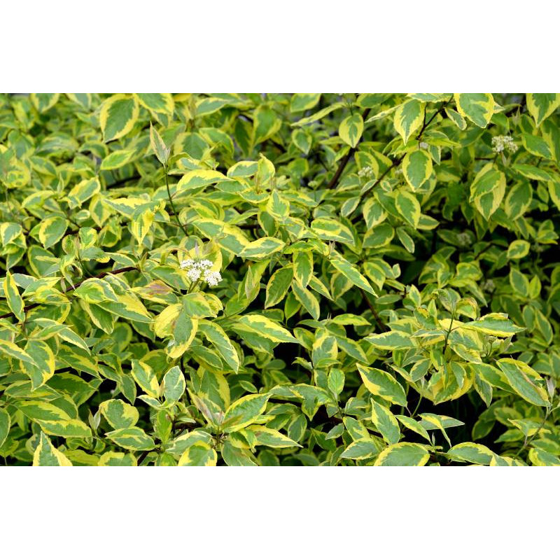 CORNUS alba 'Gouchaultii'