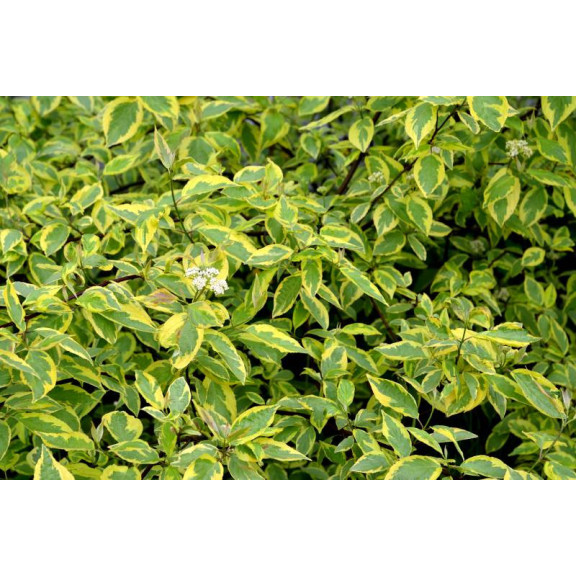 CORNUS alba 'Gouchaultii'