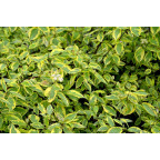 CORNUS alba 'Gouchaultii'