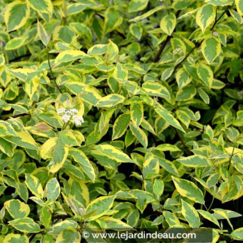 CORNUS alba &#039;Gouchaultii&#039;