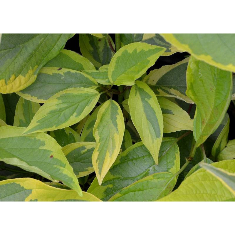 CORNUS alba 'Gouchaultii'