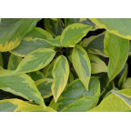 CORNUS alba 'Gouchaultii'