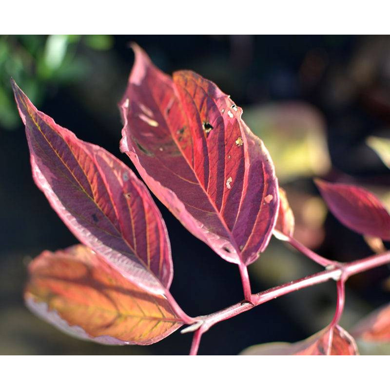 CORNUS alba 'Gouchaultii'