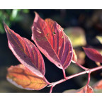 CORNUS alba 'Gouchaultii'