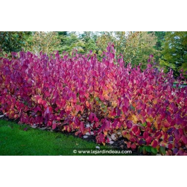 CORNUS alba \'Sibirica\' - cornouiller blanc de Sibérie