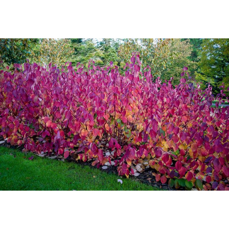 CORNUS alba 'Sibirica'