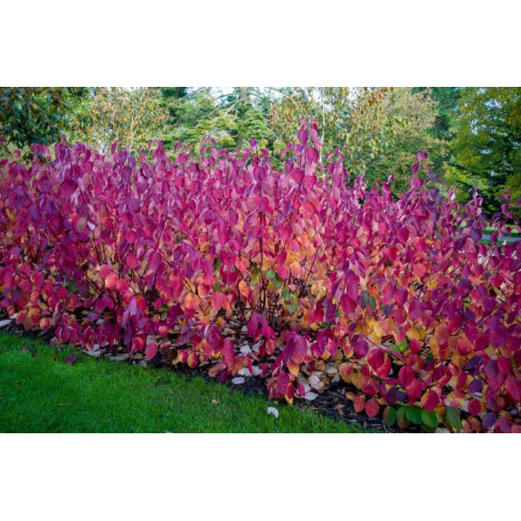 CORNUS alba 'Sibirica'