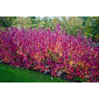 CORNUS alba 'Sibirica'