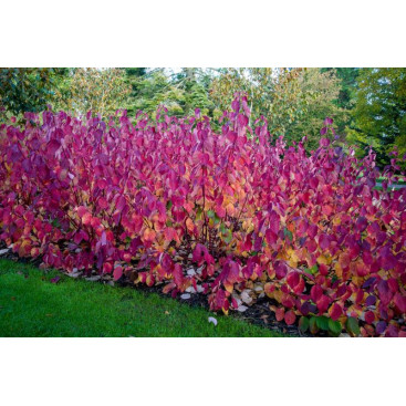 CORNUS alba \'Sibirica\'