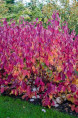 CORNUS alba 'Sibirica'