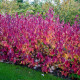 CORNUS alba 'Sibirica'