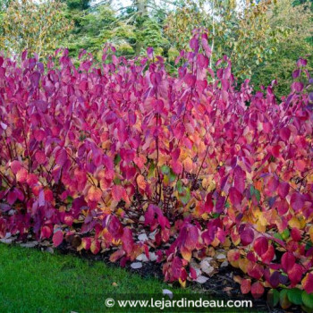 CORNUS alba &#039;Sibirica&#039;