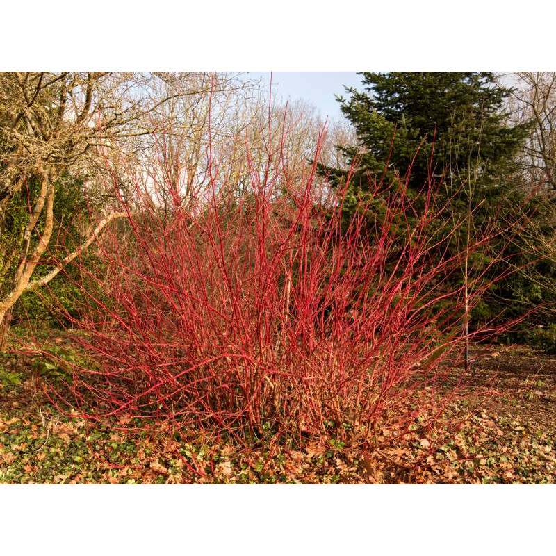 CORNUS alba 'Sibirica'
