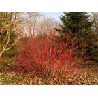 CORNUS alba 'Sibirica'