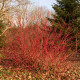 CORNUS alba 'Sibirica'