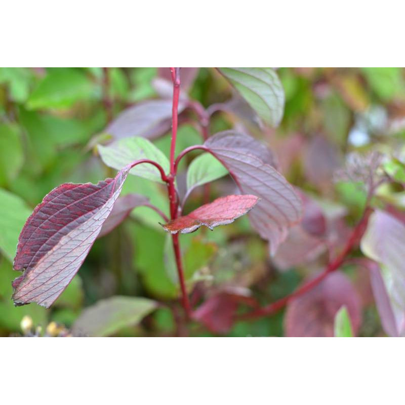 CORNUS alba 'Sibirica'
