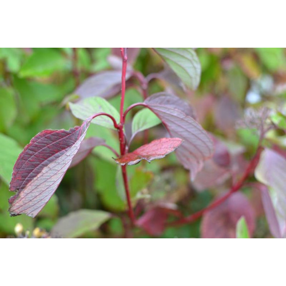 CORNUS alba 'Sibirica'