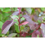 CORNUS alba 'Sibirica'
