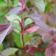 CORNUS alba 'Sibirica'