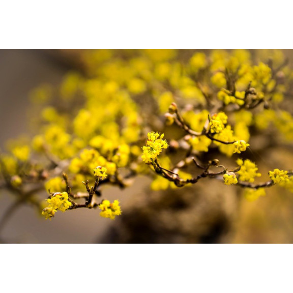 CORNUS mas