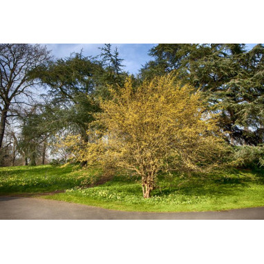 CORNUS mas