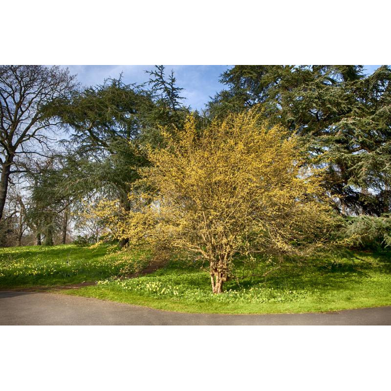 CORNUS mas