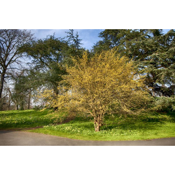CORNUS mas