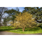 CORNUS mas