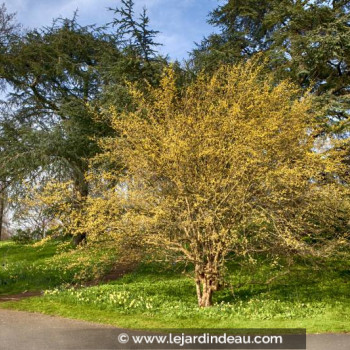 CORNUS mas