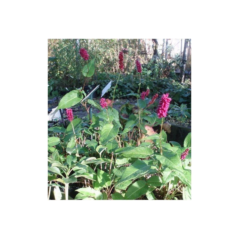 PERSICARIA amplexicaulis 'Inverleith'