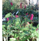 PERSICARIA amplexicaulis 'Inverleith'