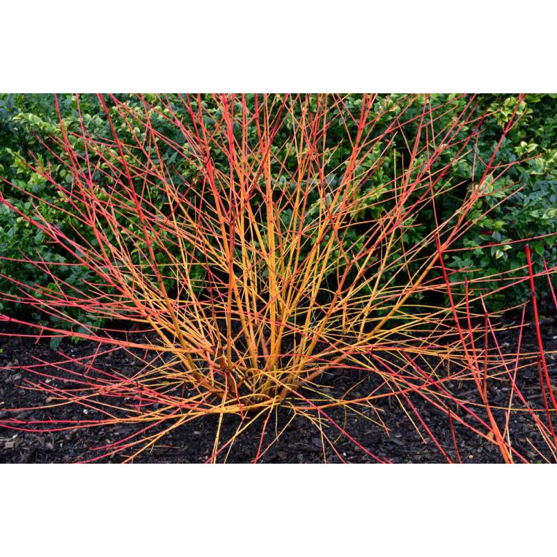 CORNUS sanguinea 'Magic Flame'
